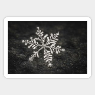 Freshly Fallen Snow Flake. Macro Photography Sticker